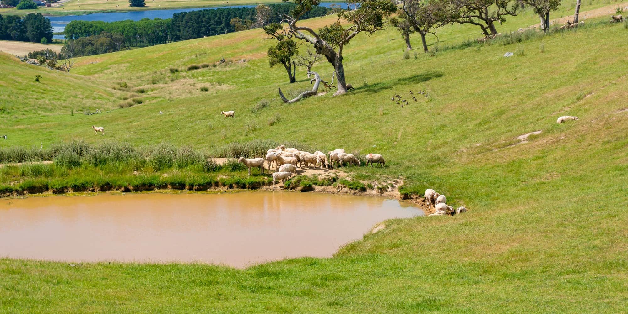 Farm Dam Construction Mornington Peninsula - Braidak Bobcat & Excavator